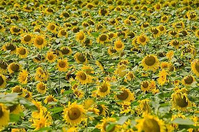 恐怖游戏《死噛》Steam页面上线 不支持中文